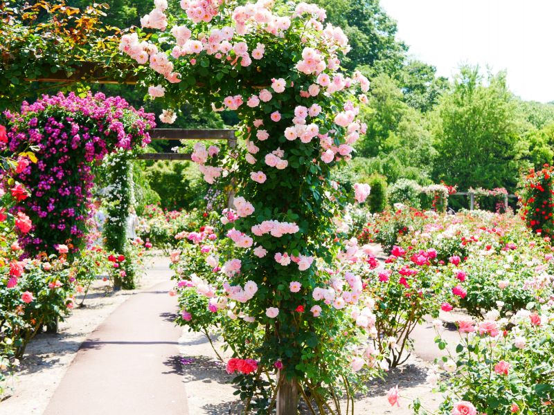 Rose Planting