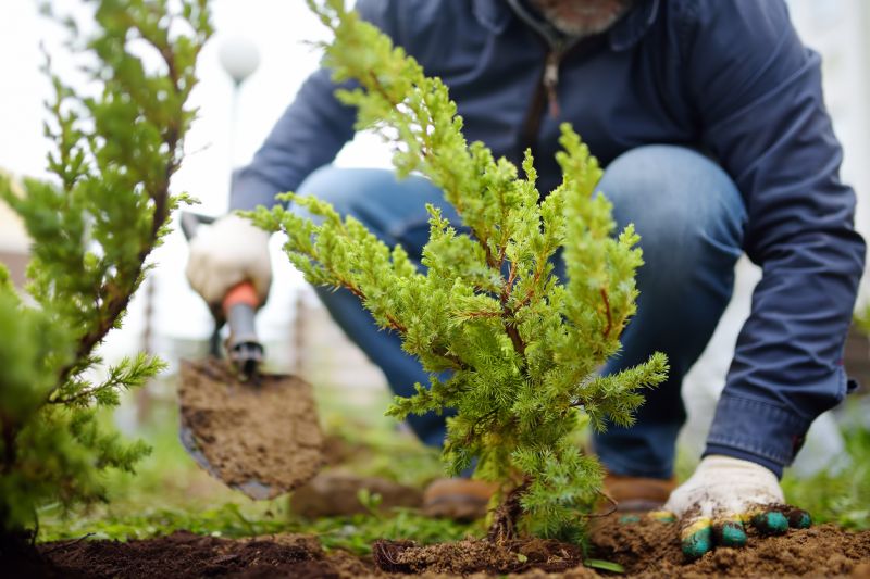 Shrub Care Service