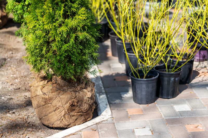 Shrubbery Planting