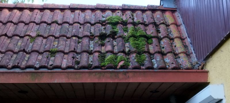 Spanish Moss Treatment