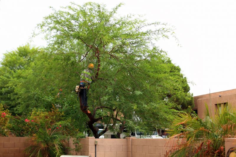 Tree Curbing Installation