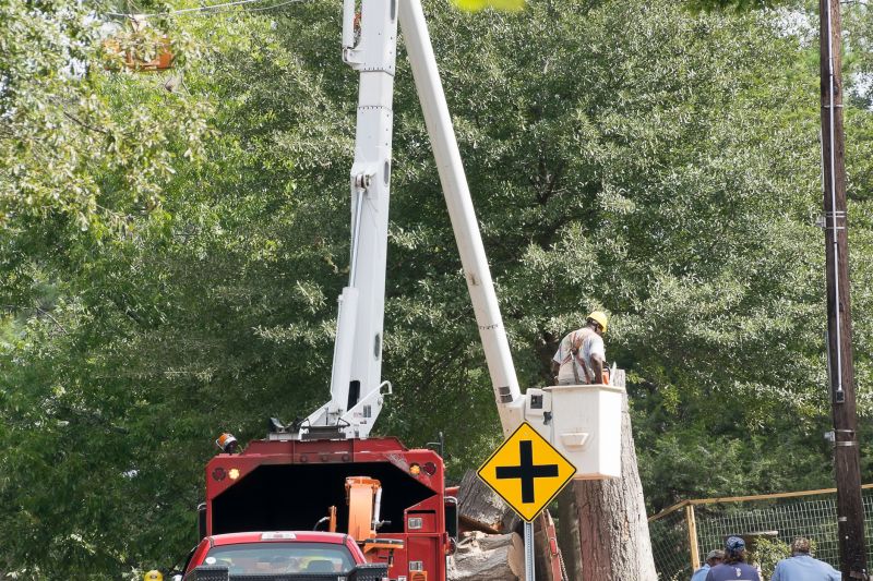 Tree Installation Service