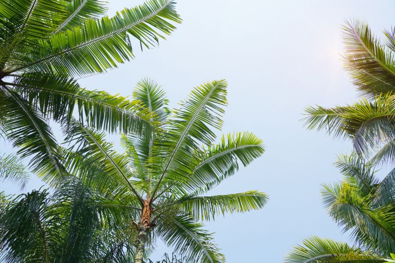 Tree Installation Service