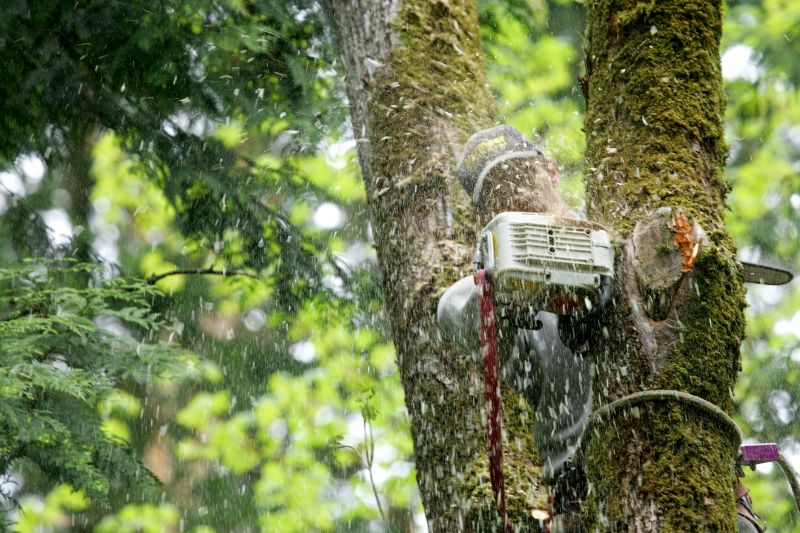 Tree Installation Service