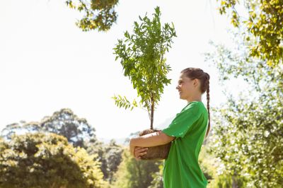 Tree Planting Service