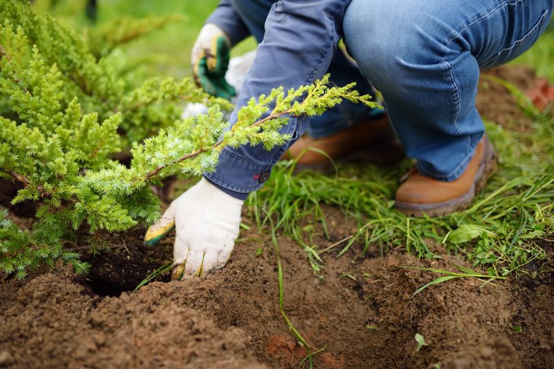 Tree Planting Service