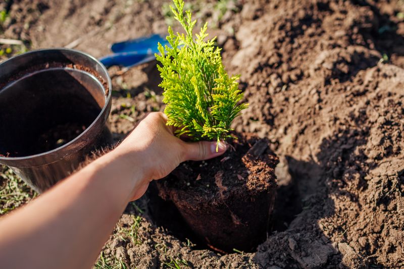 Trees Planting