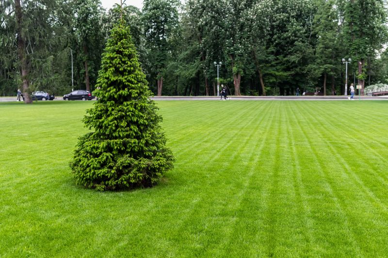 Turf Removal Service
