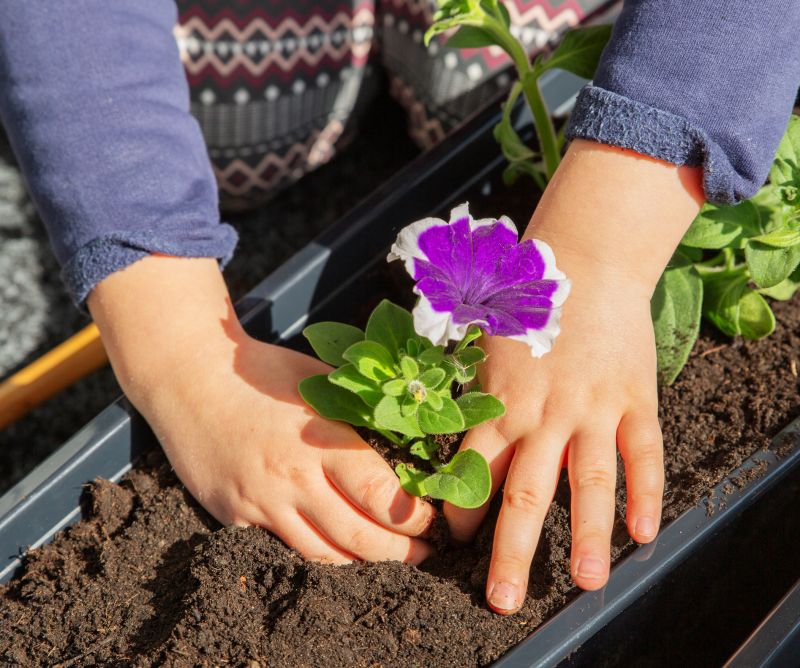 Zinnia Planting