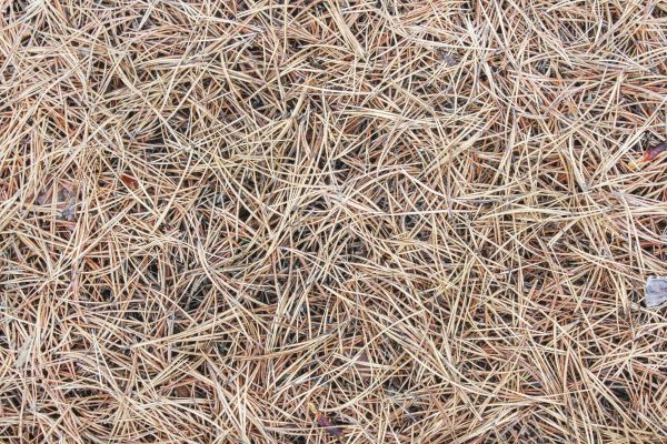 Pine Straw Installation in Duluth