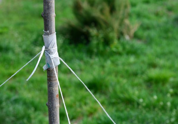 Tree Staking Service in Duluth