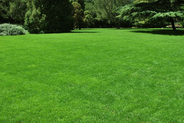 Lawn Landscaping in Duluth