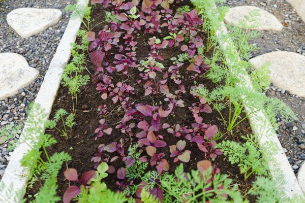 Edging Installation in Duluth
