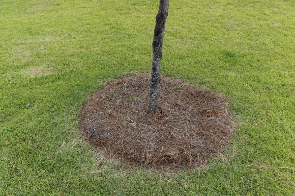 Pine Straw Spreading in Duluth