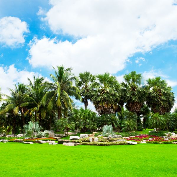 Tropical Landscaping in Duluth