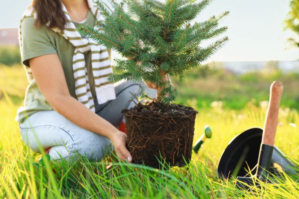 Spruce Tree Planting in Duluth