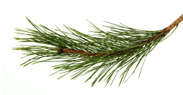 Pine Needles Installation in Duluth