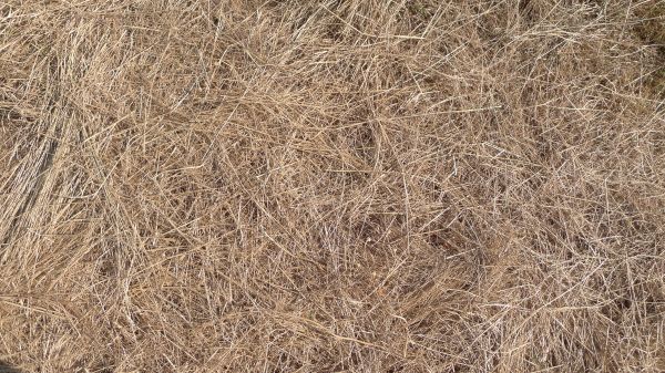 Pine Straw Replacement in Duluth