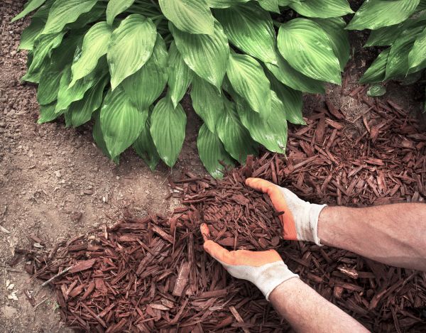 Bark Spreading in Duluth