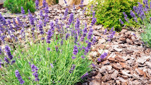 Pine Bark Landscaping in Duluth