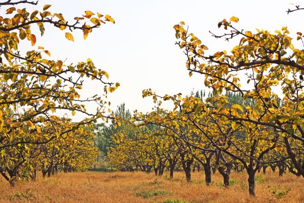 Pear Tree Planting in Duluth