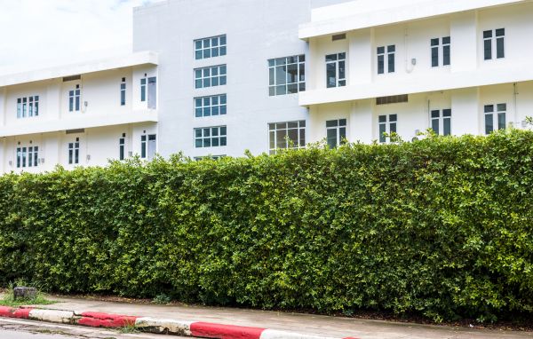 Privacy Landscaping Service
