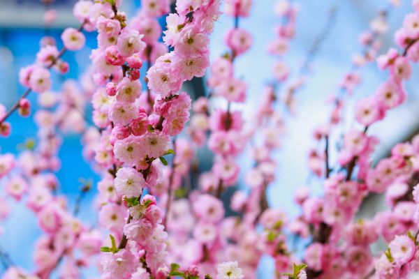 Japanese Cherry Tree Planting in Duluth