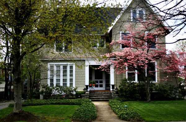 Ornamental Tree Planting in Duluth