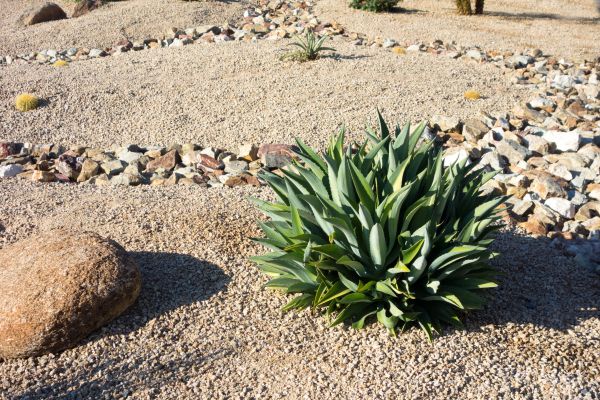 Xeriscaping Service in Duluth