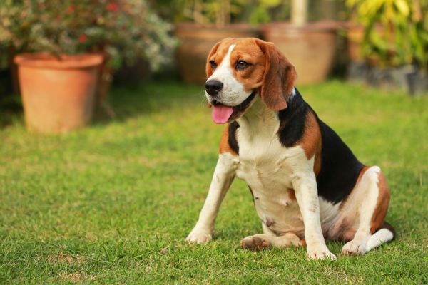 Dog Friendly Landscaping in Duluth