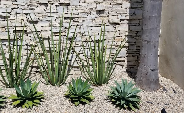 Xeriscape Design