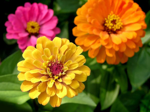 Zinnia Planting in Duluth