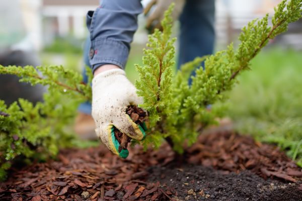 Church Mulching in Duluth