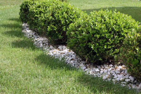 Boxwood Planting in Duluth