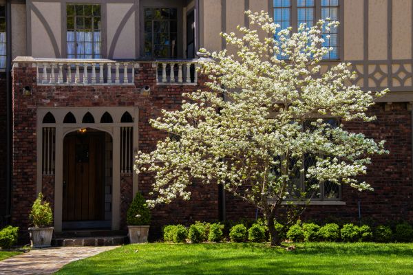 Dogwood Tree Planting in Duluth